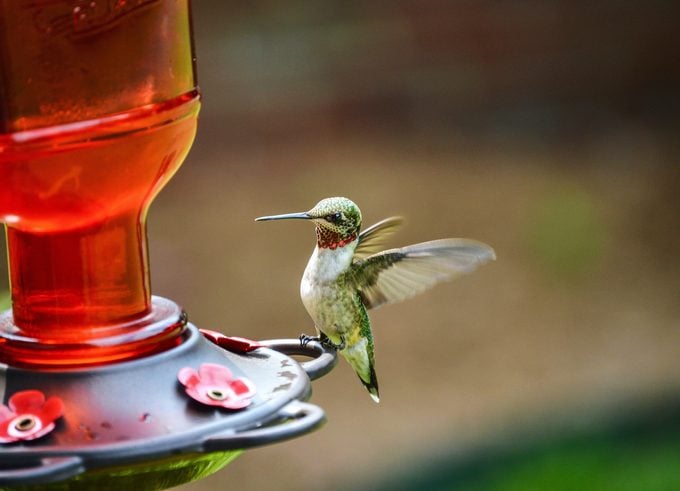 Cómo puedes ayudar a los colibríes cuando hace calor