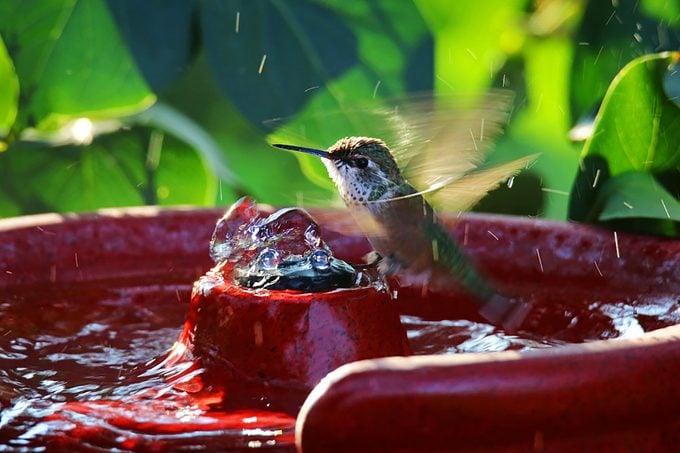 Cómo puedes ayudar a los colibríes cuando hace calor