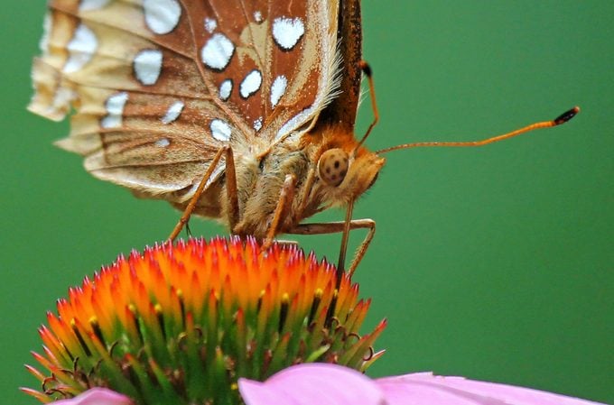 Conoce a la hermosa gran mariposa Fritillary Spangled