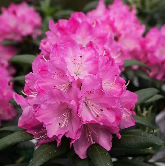 Rhododendron vs Azalea: Cómo saber la diferencia