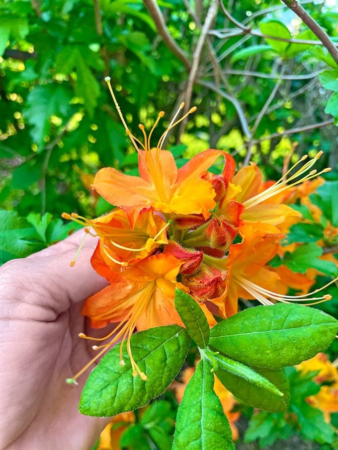 Rhododendron vs Azalea: Cómo saber la diferencia