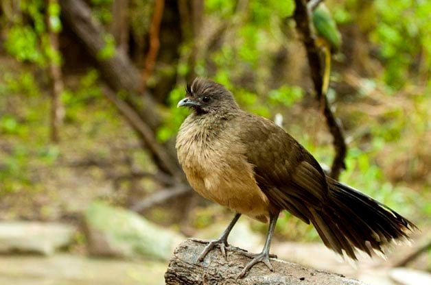 Descubra las asombrosas aves del Valle del Bajo Río Grande