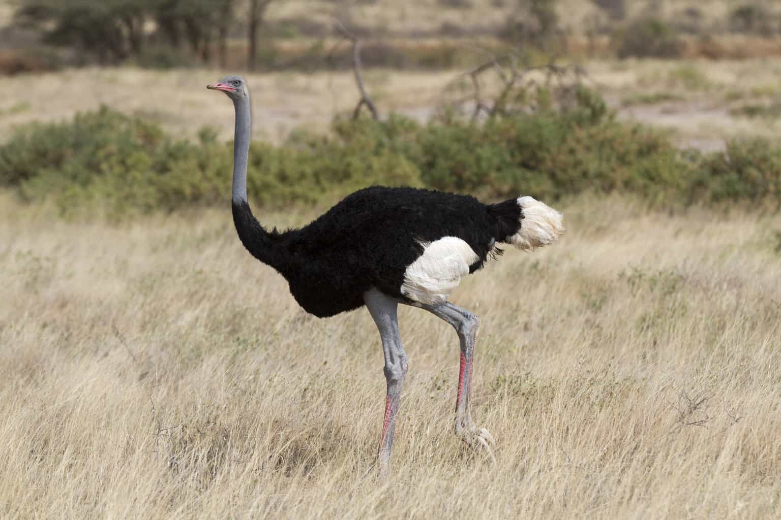 6 pájaros que parecen avestruces: la guía completa de aves
