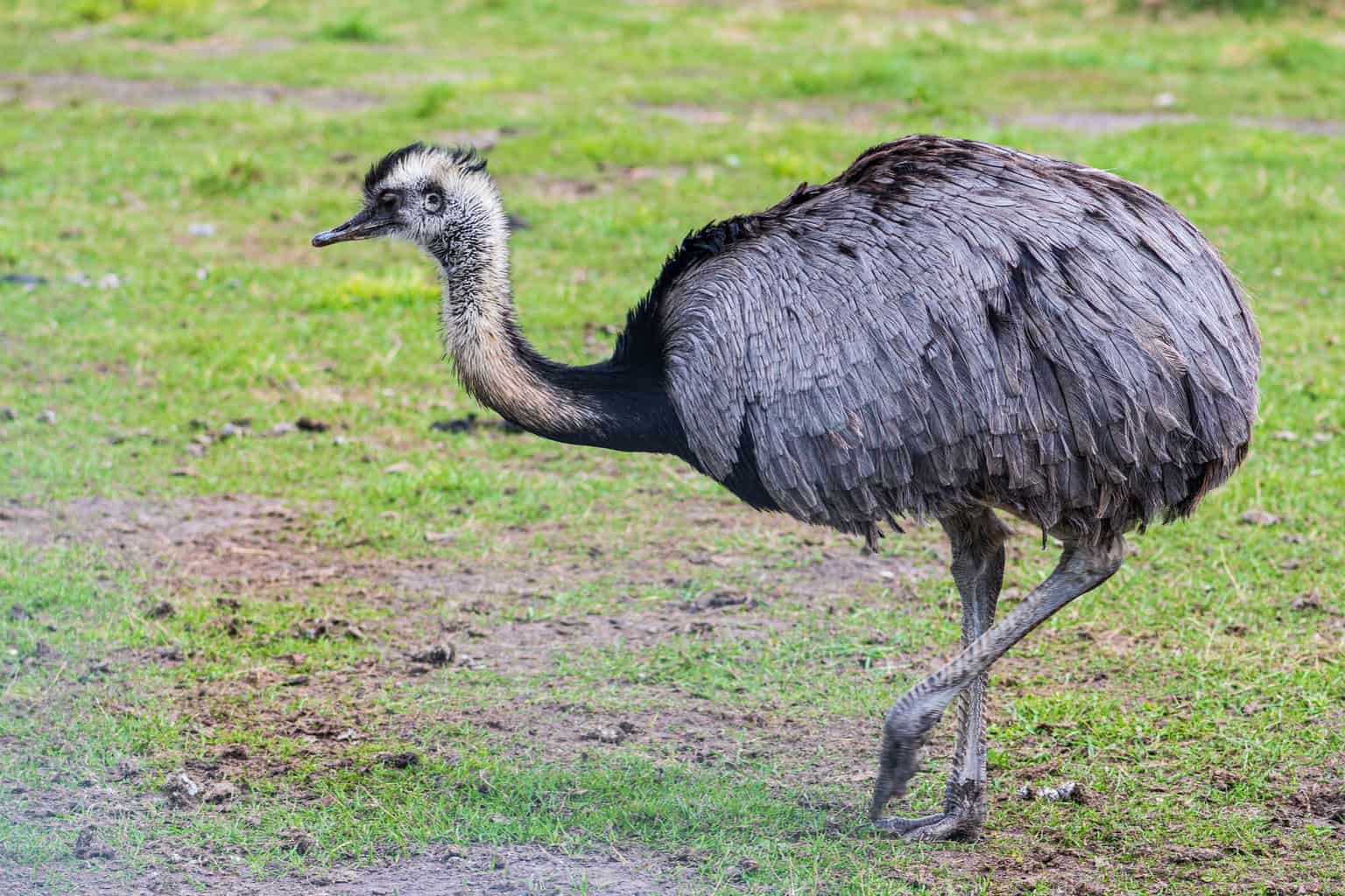 6 pájaros que parecen avestruces: la guía completa de aves