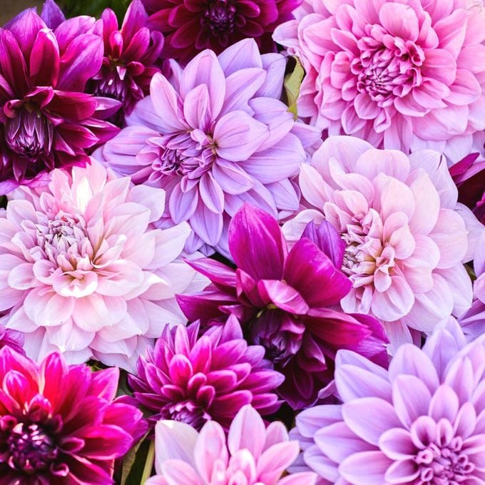 Los 10 mejores sitios web para comprar bulbos de flores en línea