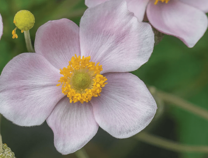 Poppy vs Anemone Flowers: ¿Cuál es la diferencia?