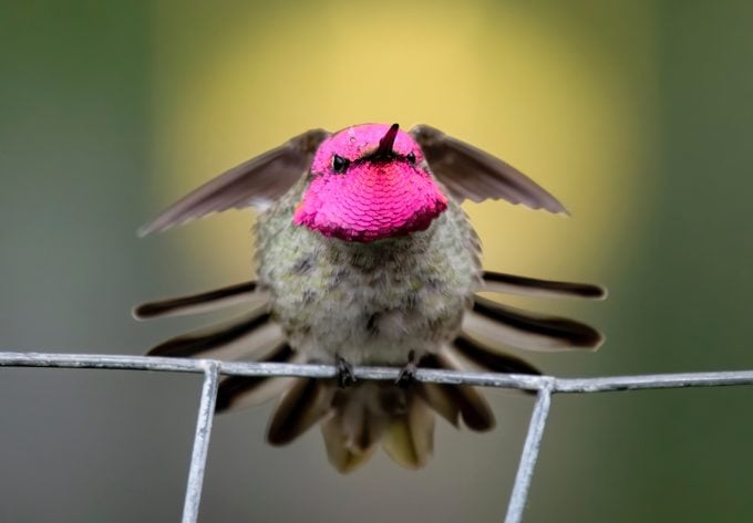 50 impresionantes imágenes de colibríes que debes ver