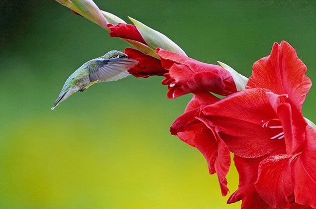 50 impresionantes imágenes de colibríes que debes ver