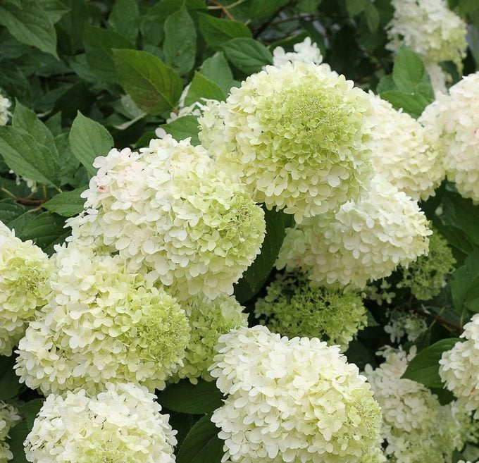 Grow Green With Limelight y Little Lime Hydrangeas