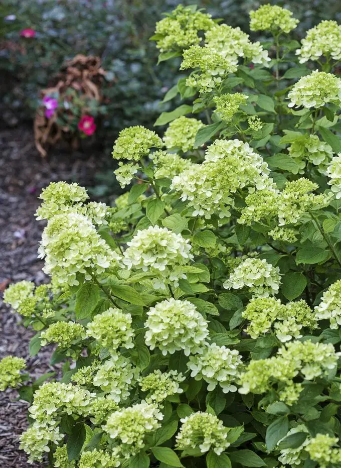 Grow Green With Limelight y Little Lime Hydrangeas