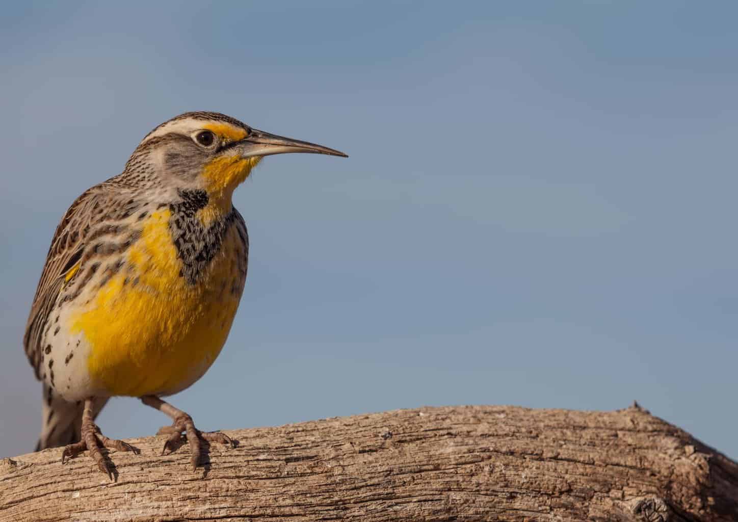 Las 12 mejores aves que se parecen a las oropéndolas