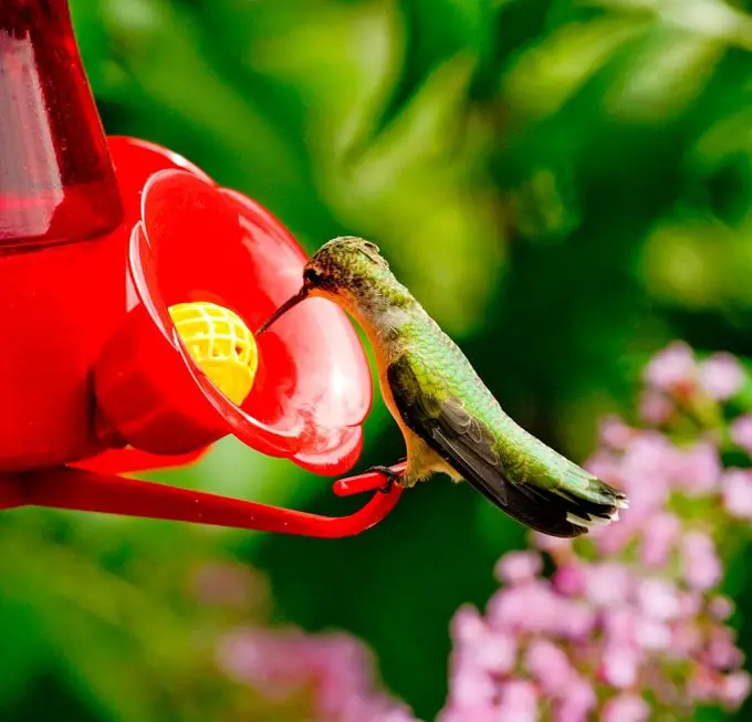 12 preguntas frecuentes sobre la alimentación de los colibríes