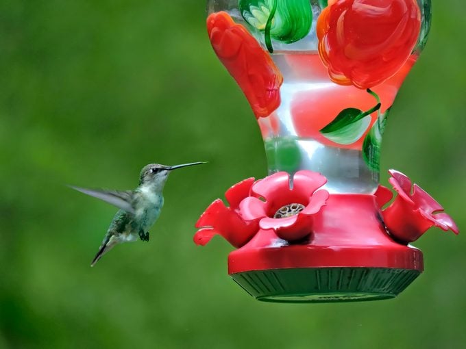 La migración de colibríes toma un viaje increíble