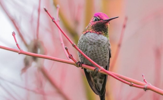 Cómo identificar y atraer un colibrí de Anna