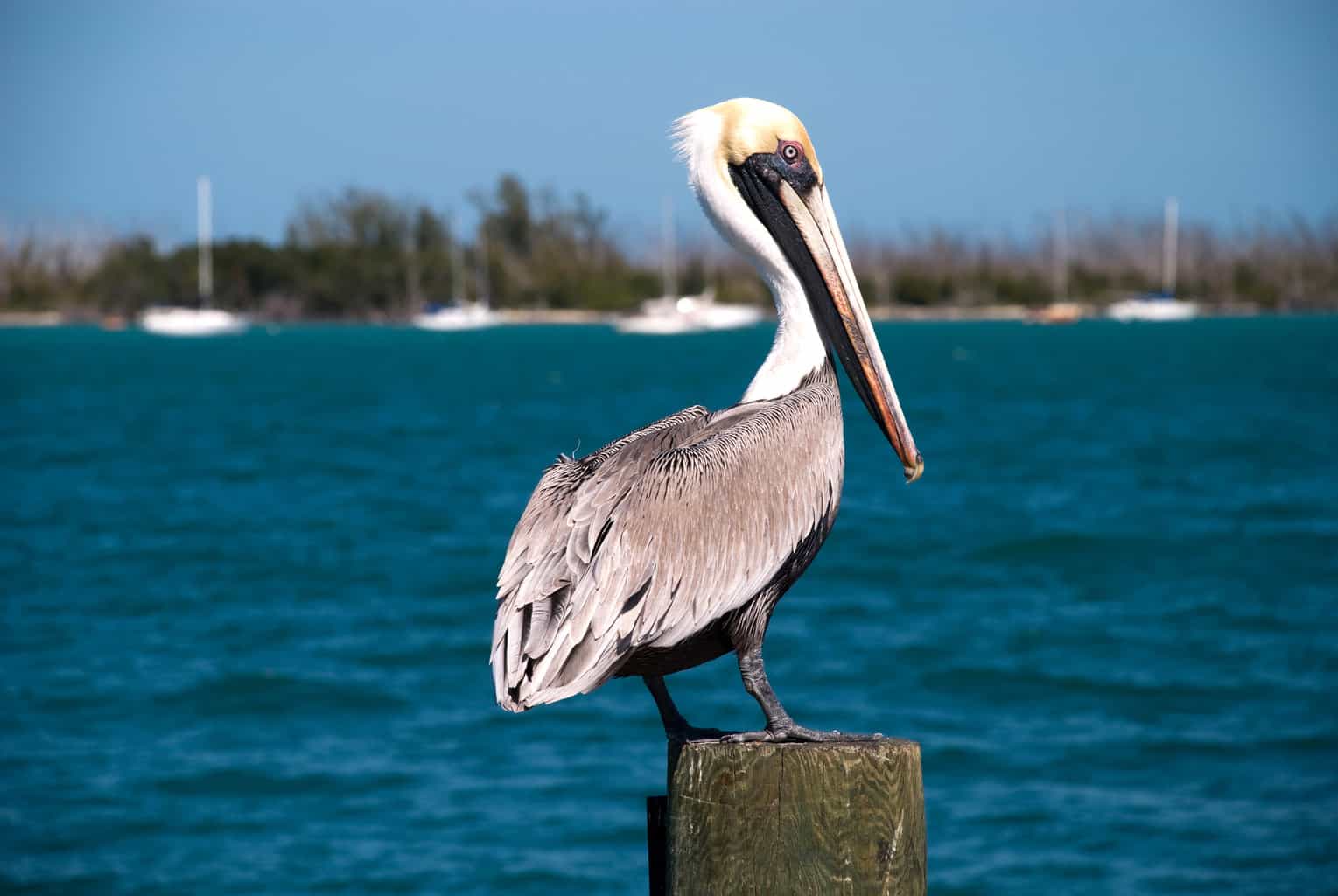 Albatross vs Pelican: una guía de comparación completa