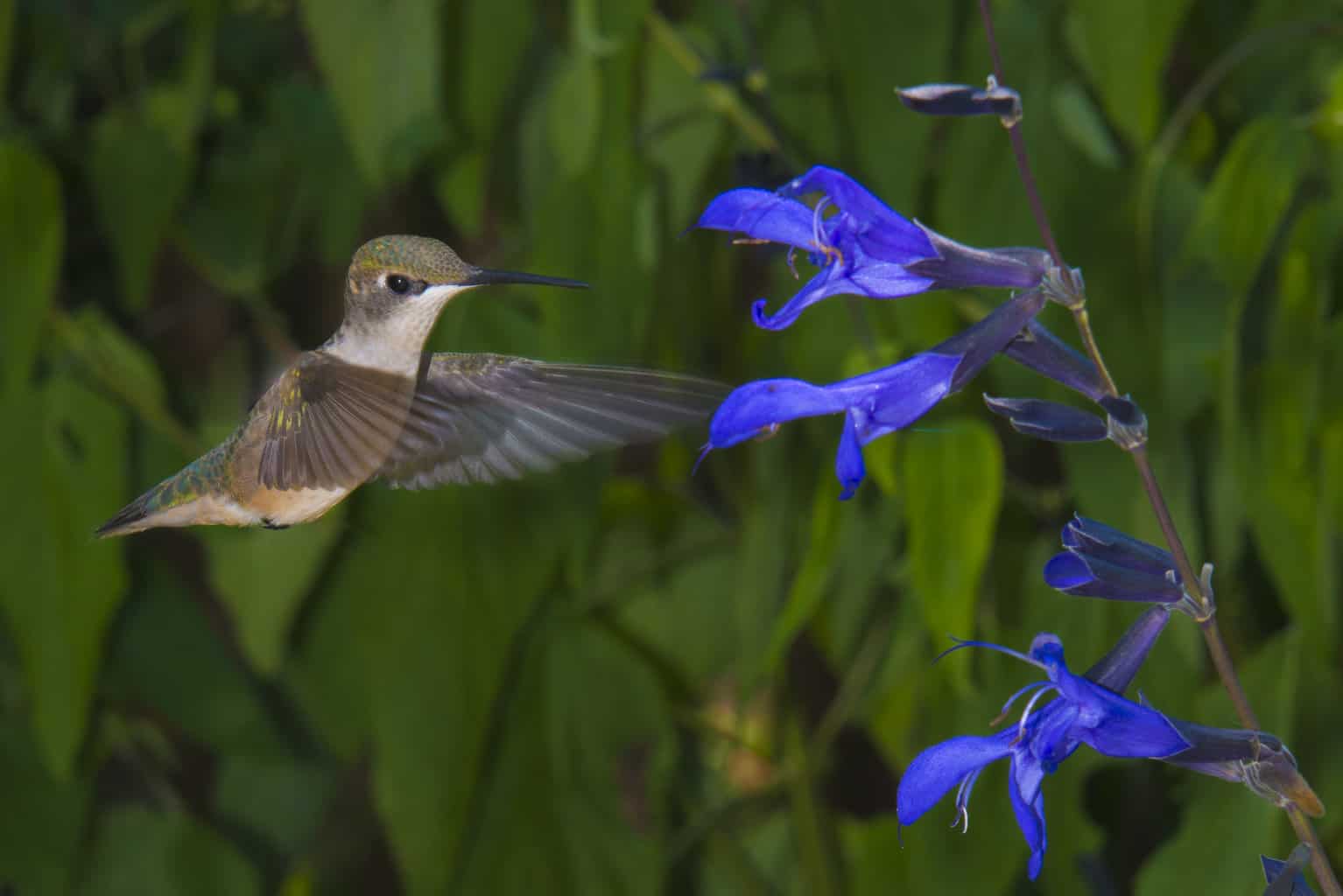 ¿Cuál es la mejor planta colgante para atraer colibríes?
