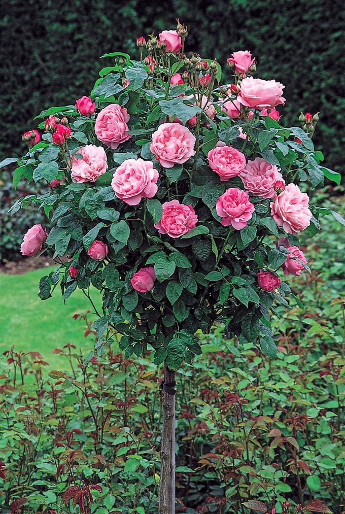 Los mejores tipos de rosas para cada jardín