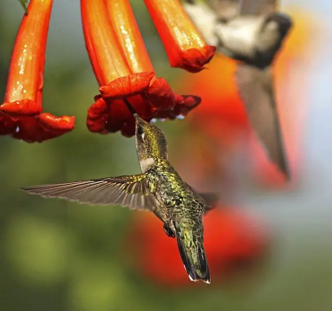 Las 10 mejores enredaderas para cultivar para los colibríes