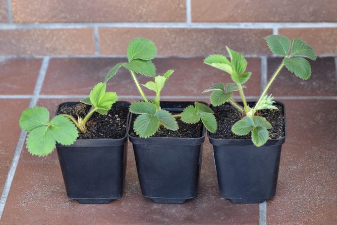 7 maneras fáciles de obtener plantas de jardín gratis