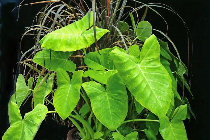 Cultiva plantas tropicales para un exuberante oasis al aire libre