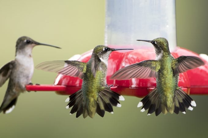 ¿Los colibríes son territoriales en comederos y flores?