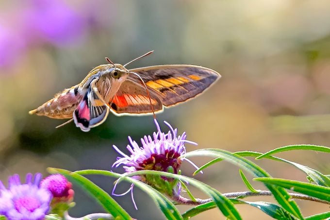 12 datos interesantes sobre la polilla colibrí