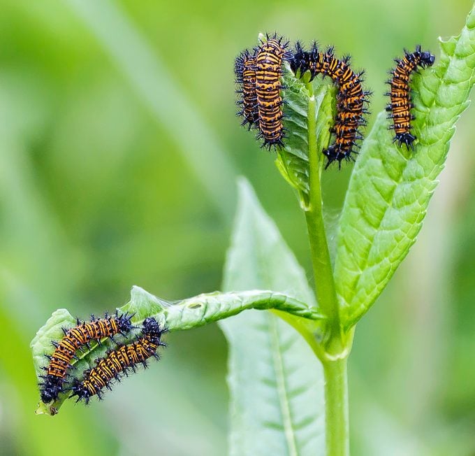 Cultive plantas hospedantes de Caterpillar en su jardín