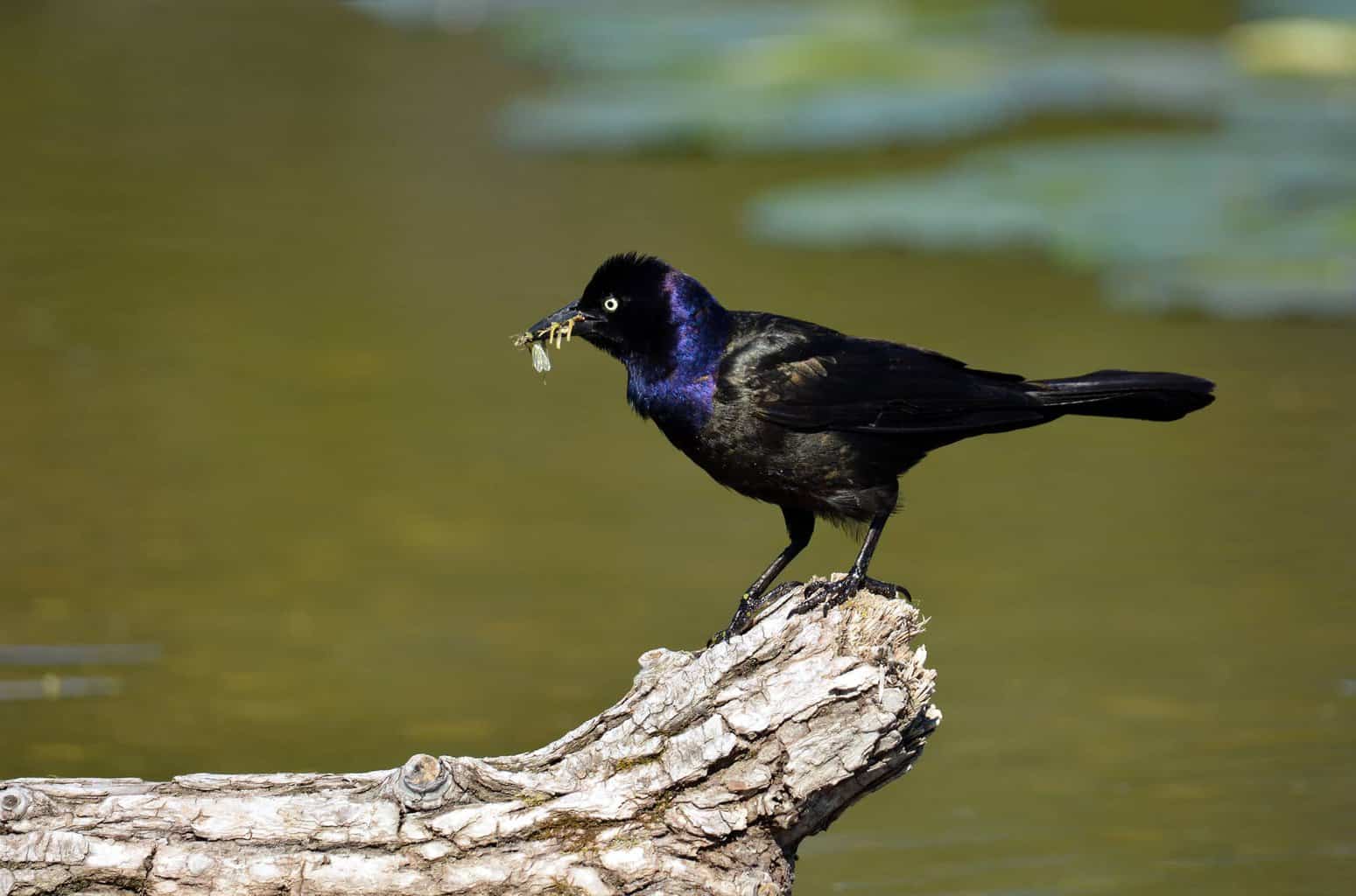 Los 10 tipos de mirlos en Maryland que un observador de aves puede encontrar