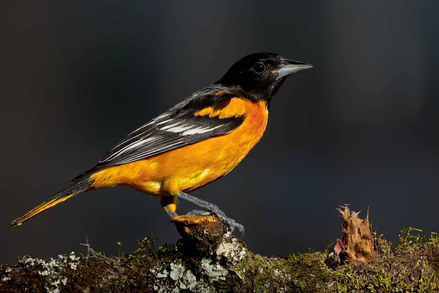 Los 10 tipos de mirlos en Maryland que un observador de aves puede encontrar
