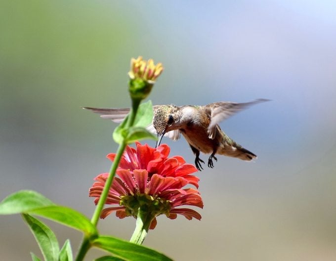 6 formas simples de atraer más colibríes