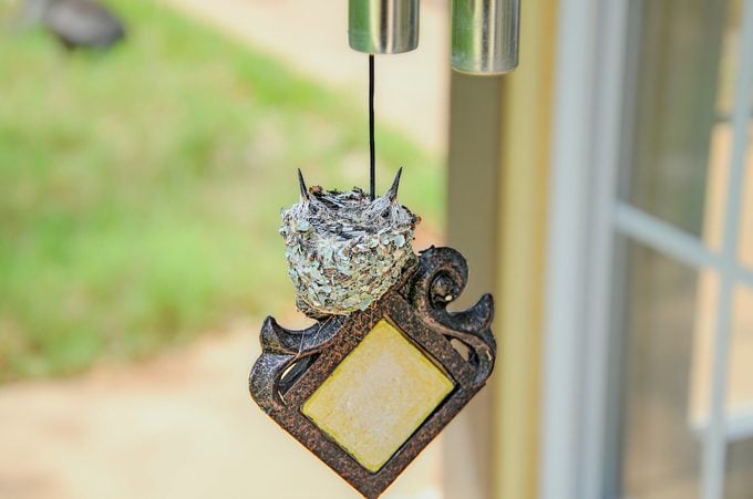 ¿Puedes mover un nido de pájaro cerca de tu casa?