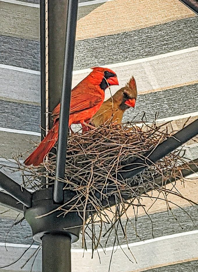 ¿Puedes mover un nido de pájaro cerca de tu casa?