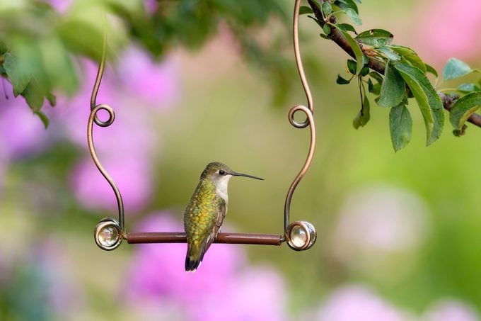 Cómo crear un hábitat ideal para colibríes