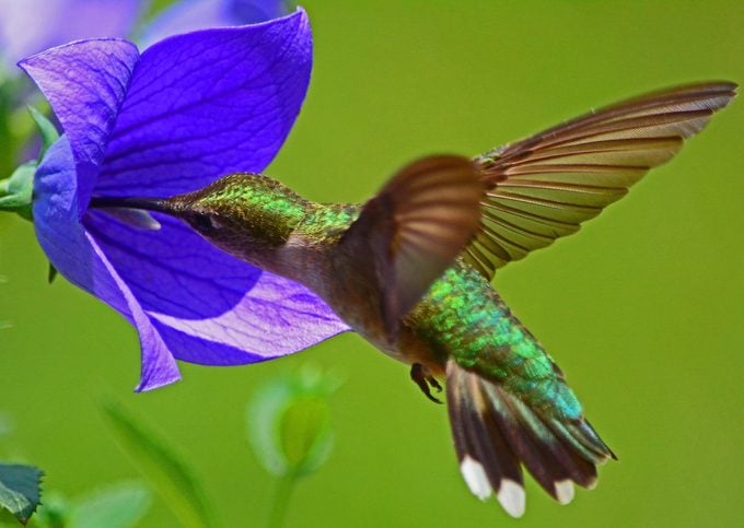 Cómo crear un hábitat ideal para colibríes