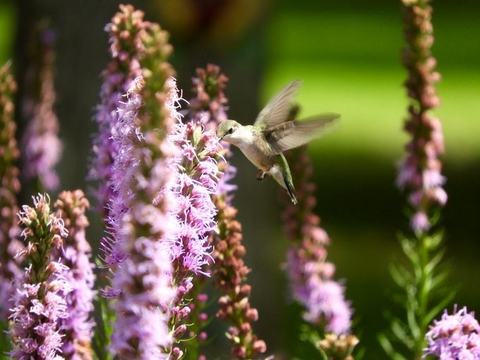 Cultive flores de finales de verano y otoño para colibríes
