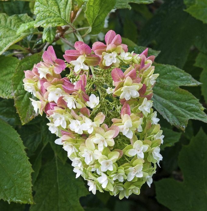 Cuidado de la Hortensia Oakleaf y 11 Variedades para Cultivar