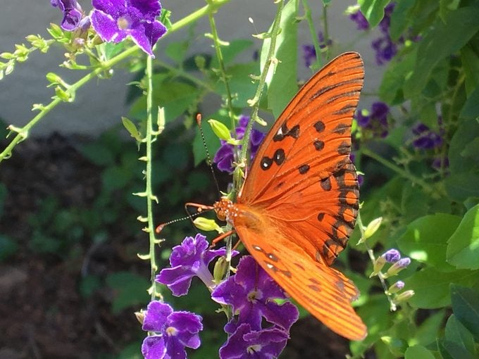 Cómo atraer e identificar una mariposa fritillary del golfo