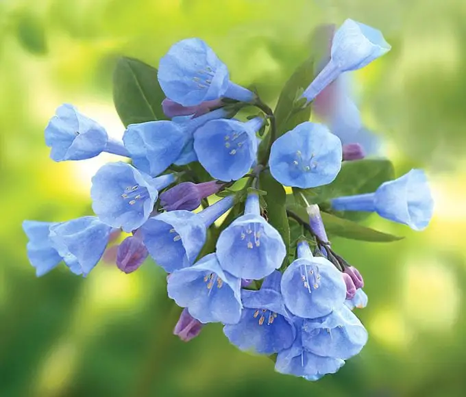 12 hermosas flores azules para cada jardín