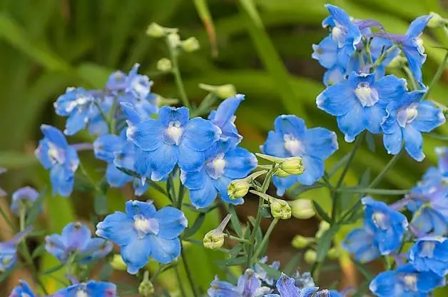 Las 15 mejores flores coloridas de colibrí para cultivar