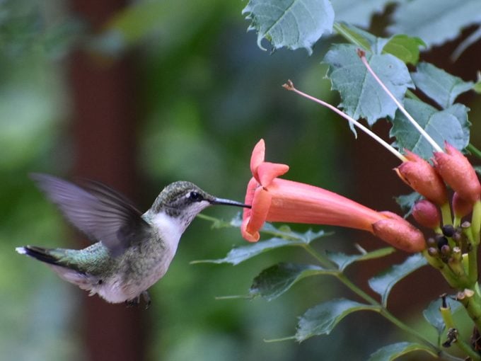 Las 15 mejores flores coloridas de colibrí para cultivar