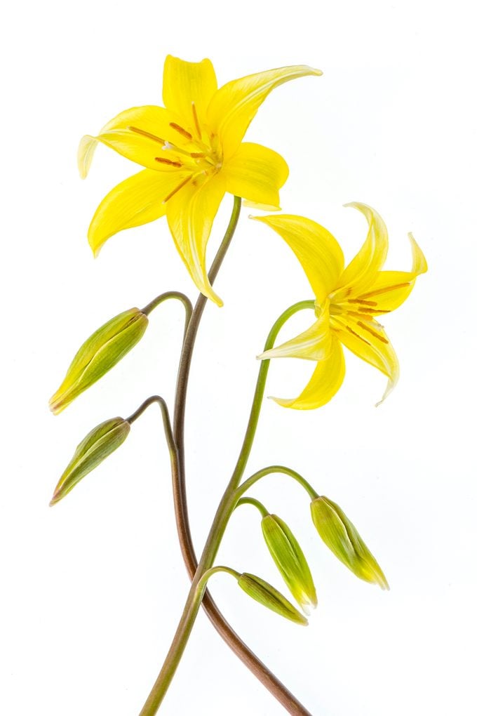 Native Trout Lily agrega color primaveral temprano a la sombra