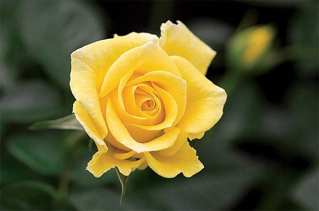 Las 10 mejores flores amarillas clásicas para cultivar