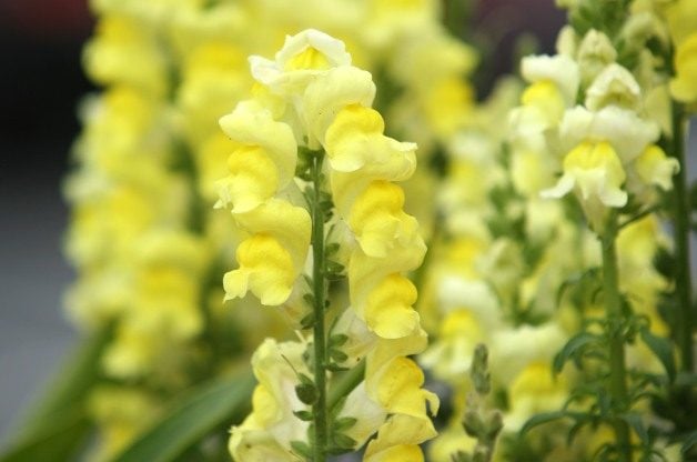 Las 10 mejores flores amarillas clásicas para cultivar