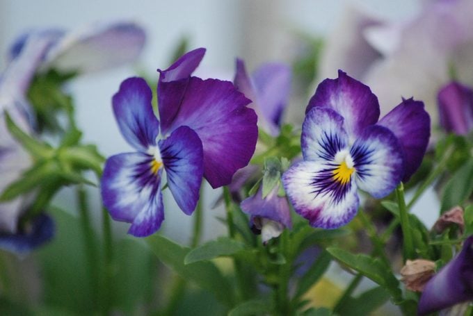 Las 10 mejores plantas de flores comestibles para cultivar