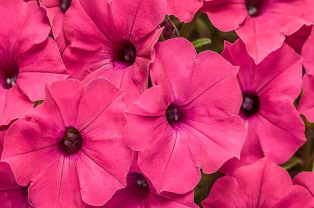 Las 9 mejores flores y plantas nuevas para 2017