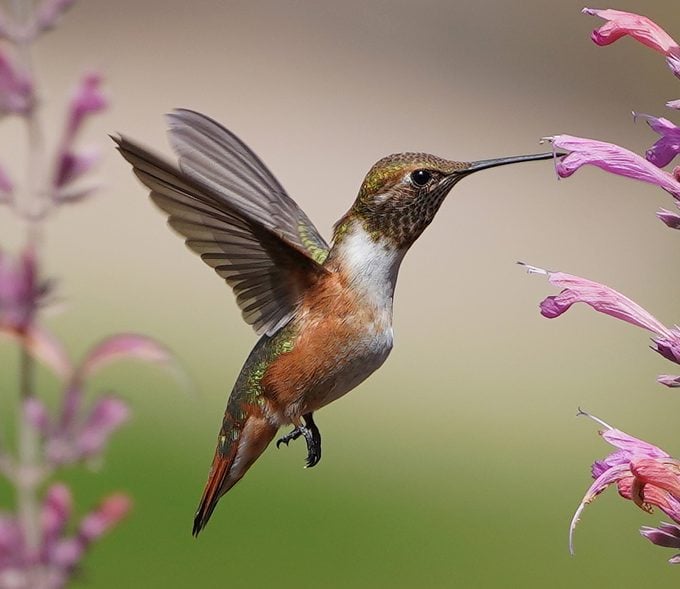 La fascinante vida de un colibrí hembra