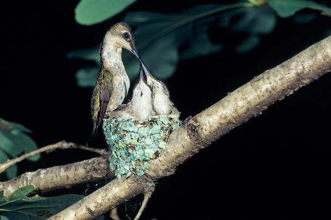La fascinante vida de un colibrí hembra