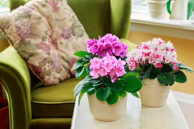 Las 10 mejores plantas de interior en flor para cultivar en interiores