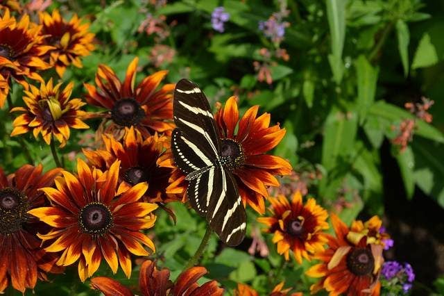 7 flores de néctar de verano que atraen mariposas