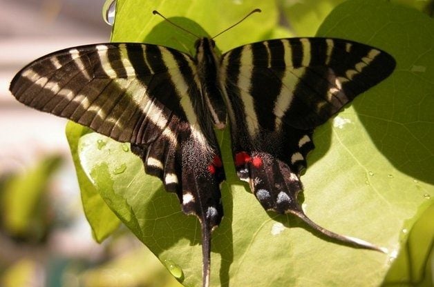 Conoce a la impresionante familia de mariposas cola de golondrina